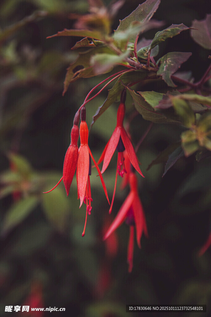 垂吊的红色灯笼状花朵