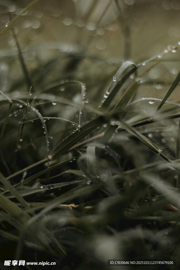 清晨带露的嫩绿草丛