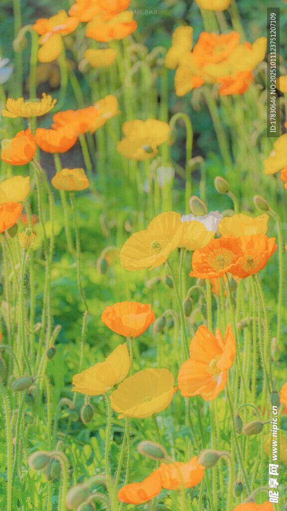 田野中的绚烂橙色花朵