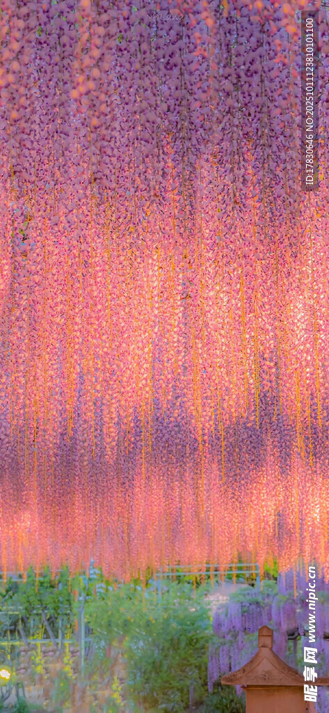 梦幻紫色花田与绚丽天空