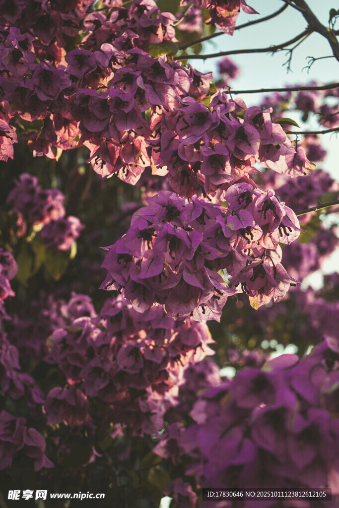 紫色繁花绽放枝头