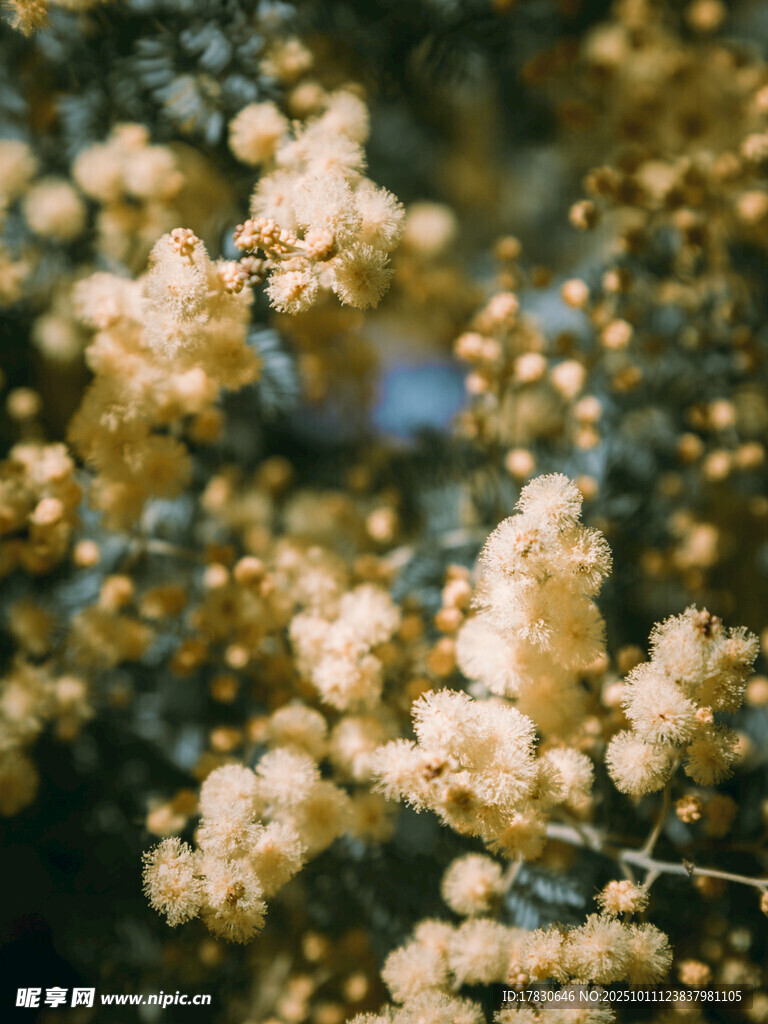 金黄小花绽放枝头