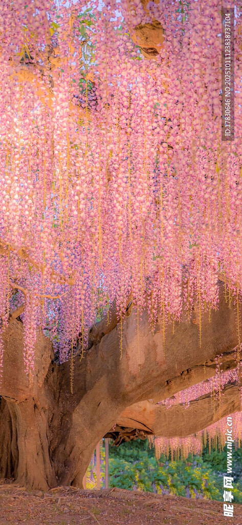 梦幻紫藤花景观