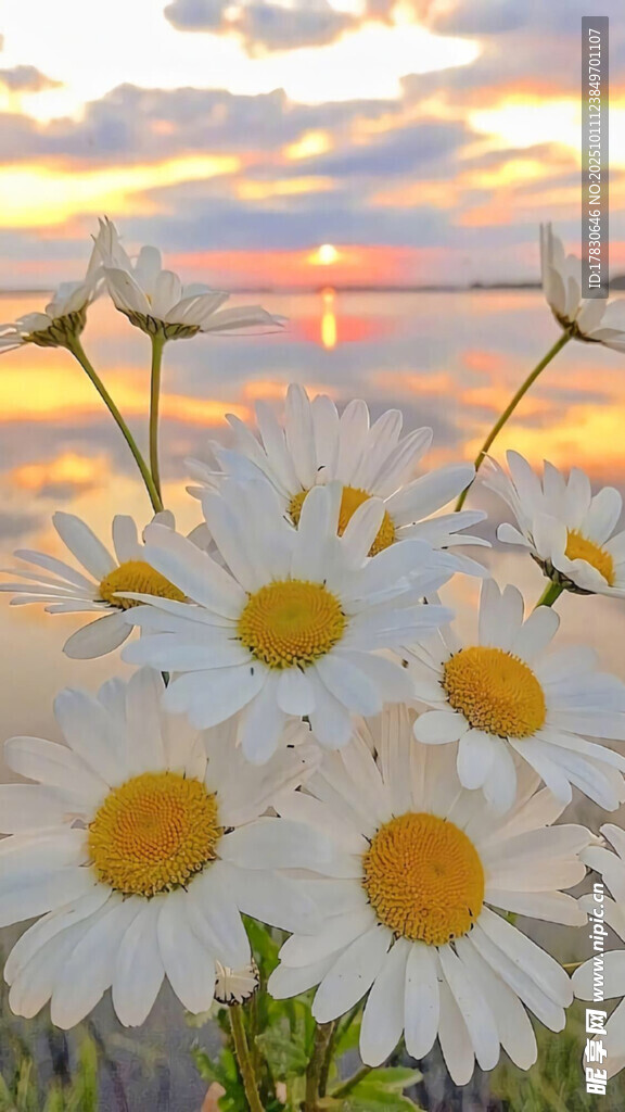 夕阳下的雏菊花海