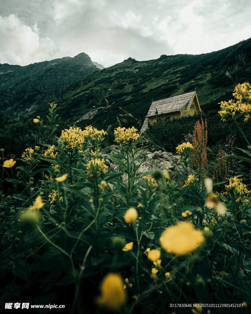 山间黄花小屋的美丽景致