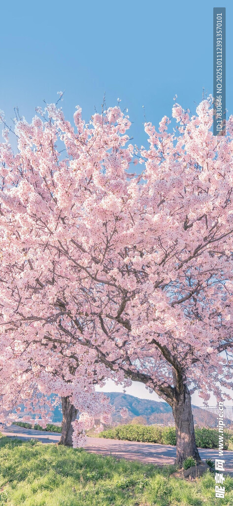春日烂漫樱花树景