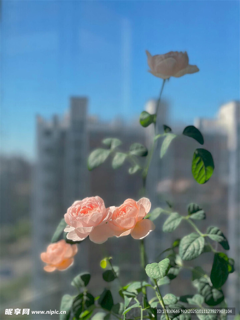 窗边绽放的柔美粉色玫瑰