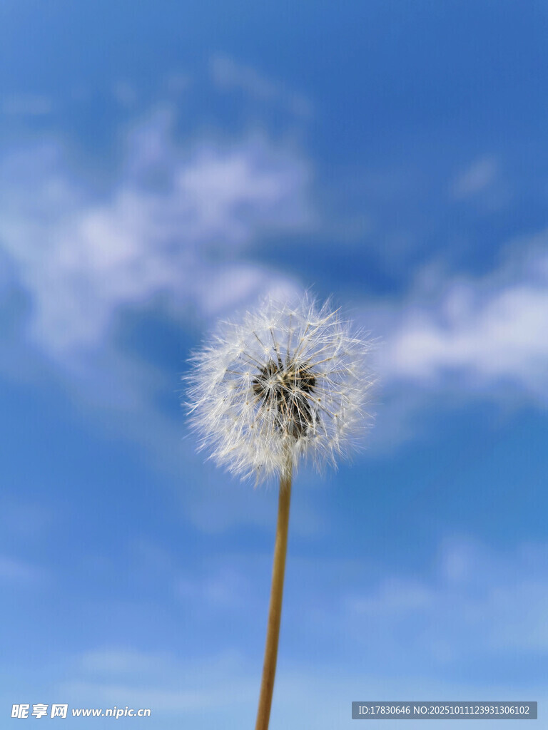 蓝天下的蒲公英