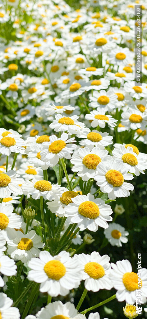 雏菊花海绽放