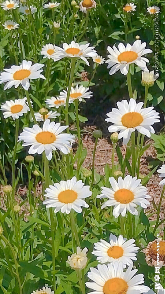 田野中的美丽小雏菊