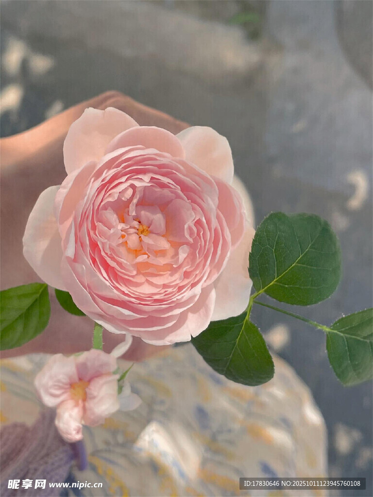 手捧粉色娇嫩玫瑰花