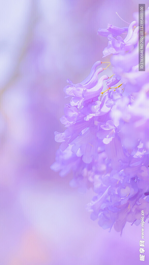 梦幻紫花绽放