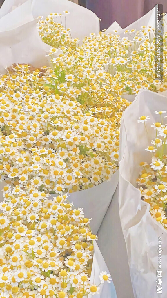 干燥洋甘菊花瓣特写