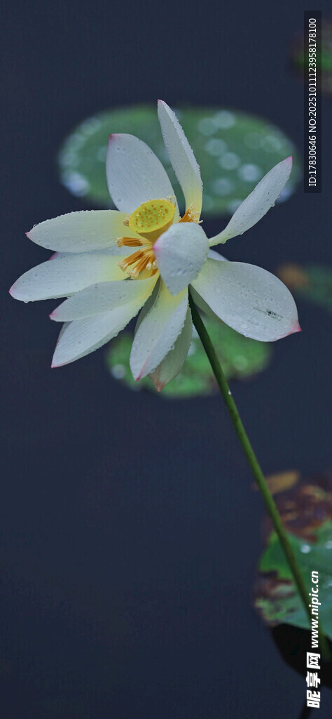 清新白莲花绽放