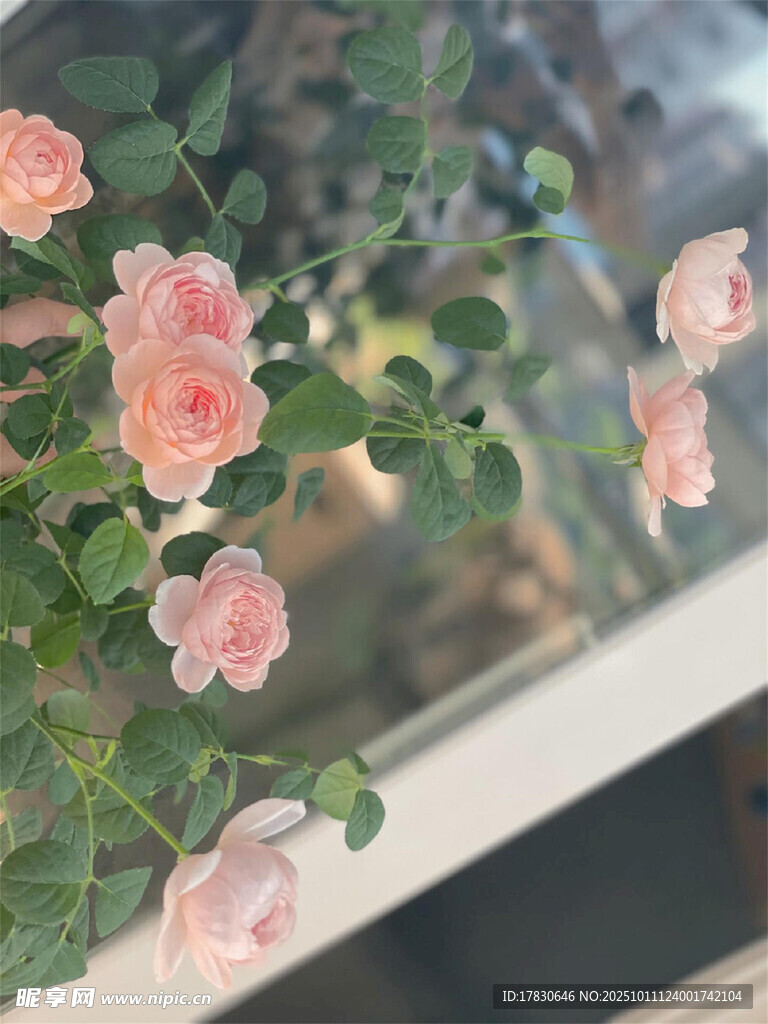 窗边绽放的粉嫩玫瑰花