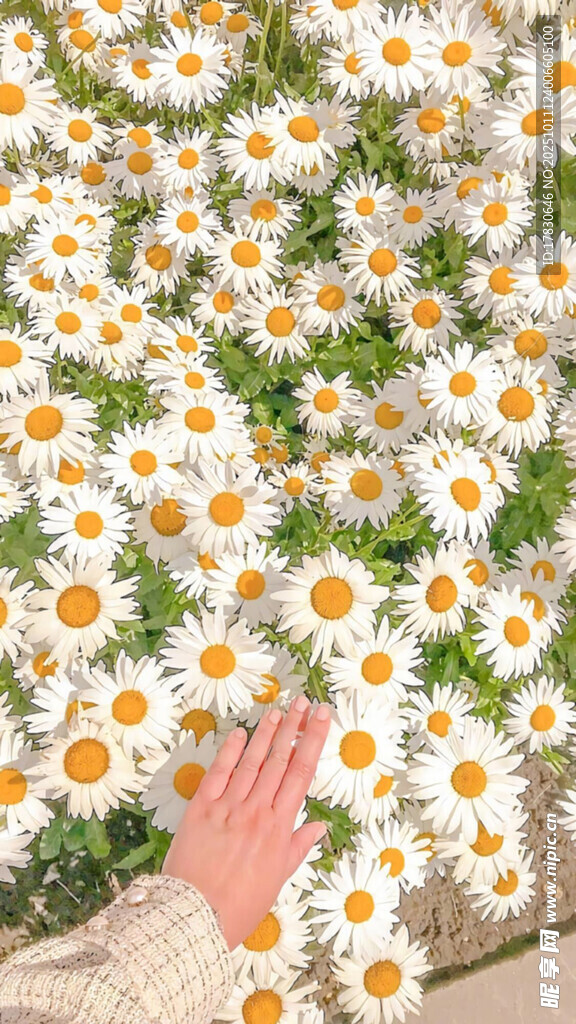 手触雏菊花海