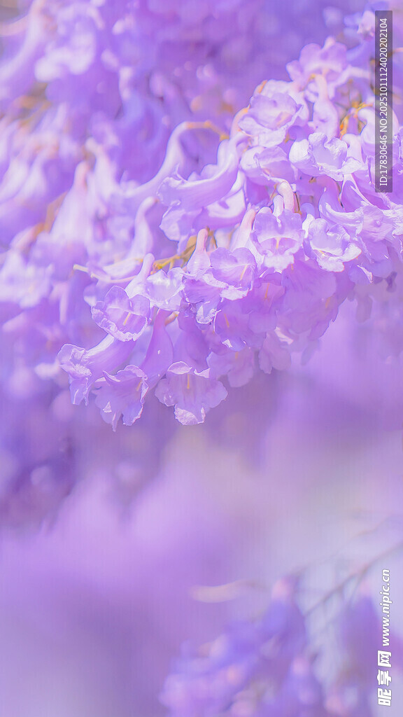 梦幻紫色花卉特写