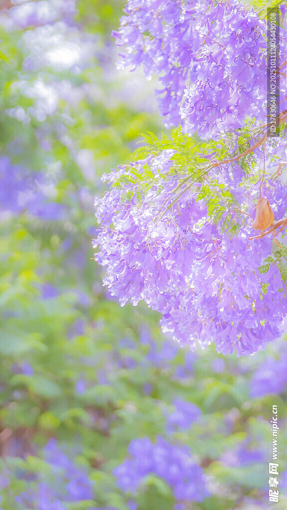 浪漫紫色花簇绽放