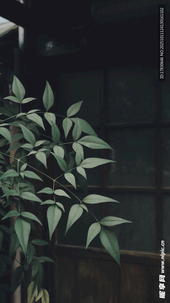 绿植