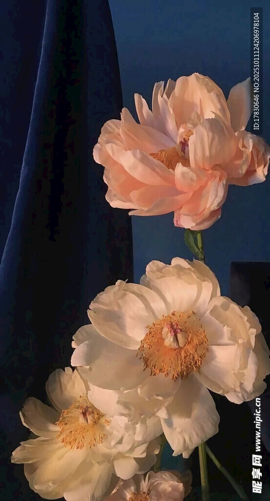 柔美粉色花朵绽放瞬间