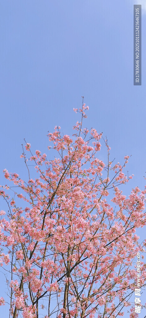蓝天映衬下的粉嫩花枝