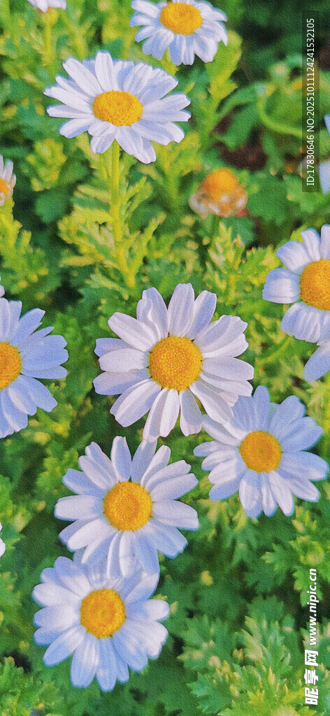 清新雏菊绽放