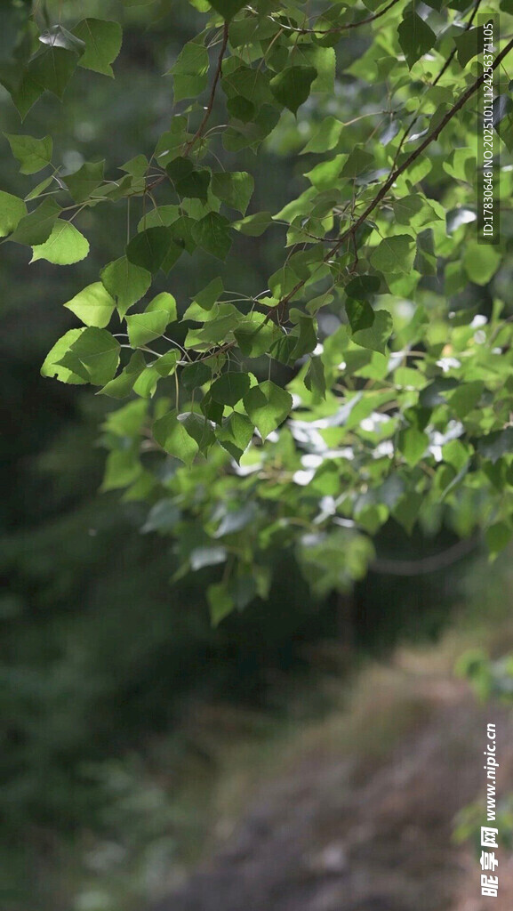 绿叶繁茂的林间小道