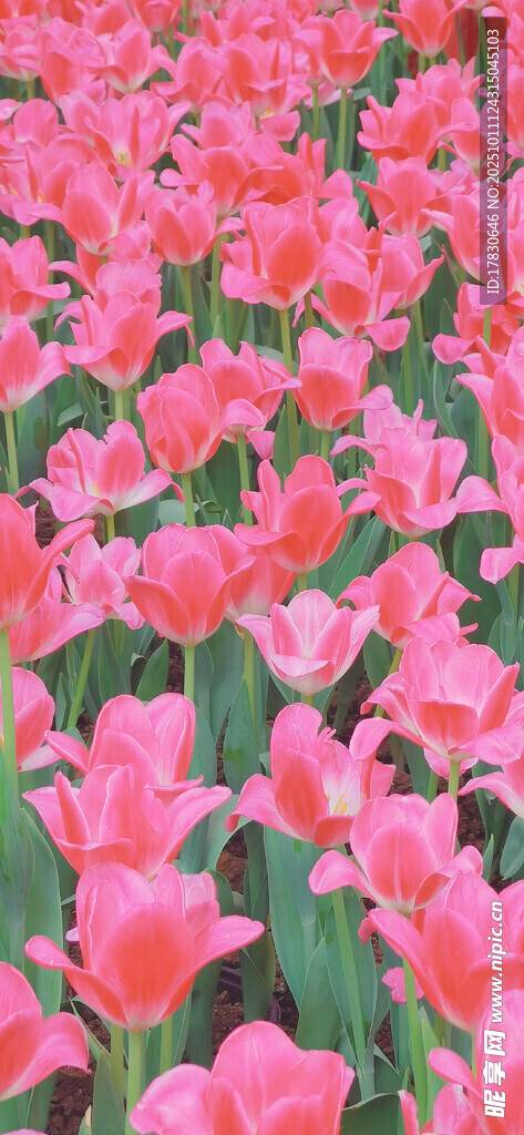 粉色郁金香花海