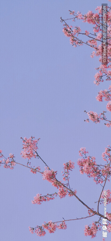 枝头