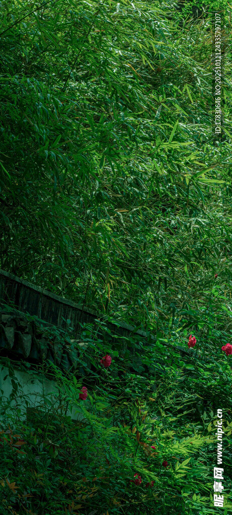 郁郁葱葱的绿植景观