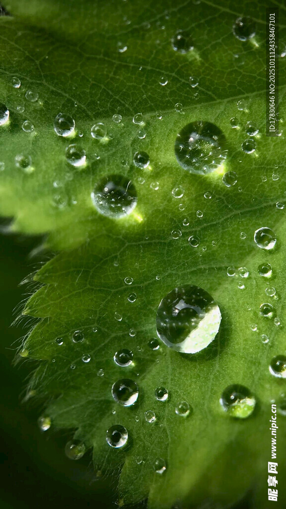 绿叶上晶莹的水珠