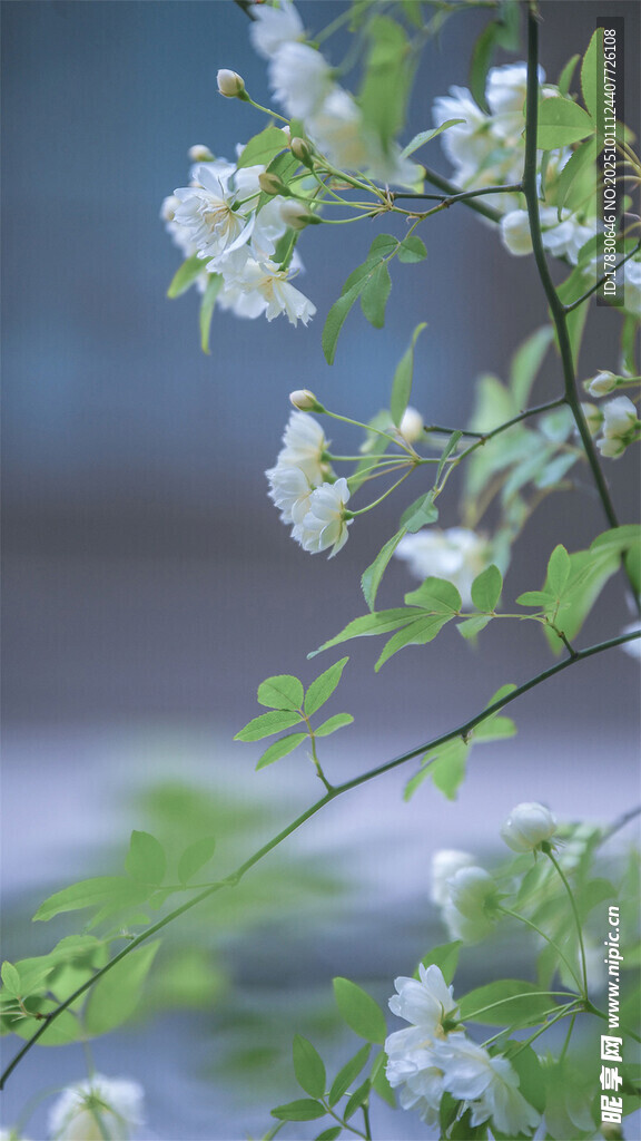 枝头绽放的白色小花