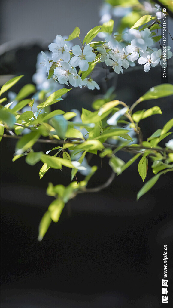 枝头蓝花绿叶展生机