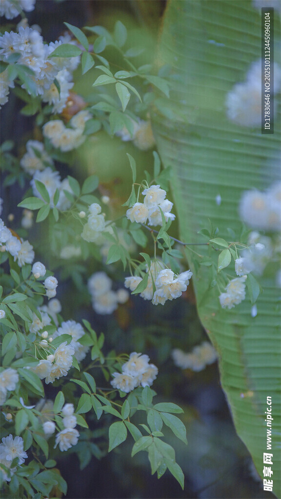 绿叶间的白色小花绽放