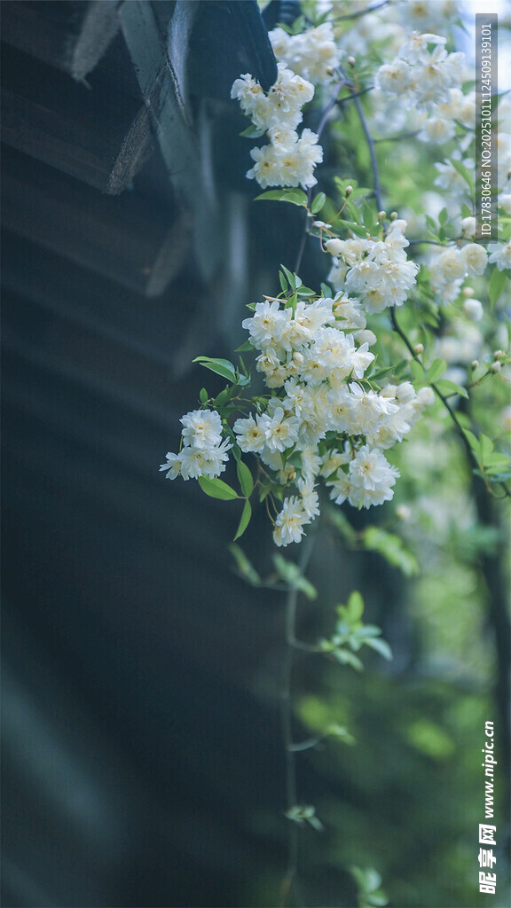 垂落的白色繁花