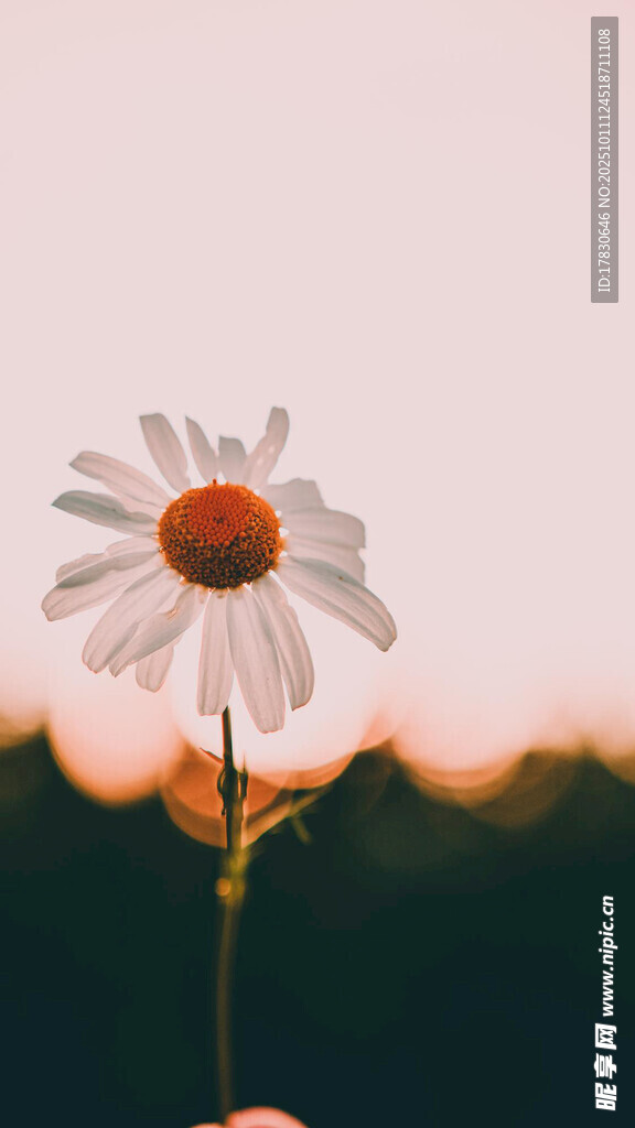 阳光下的单朵小白雏菊