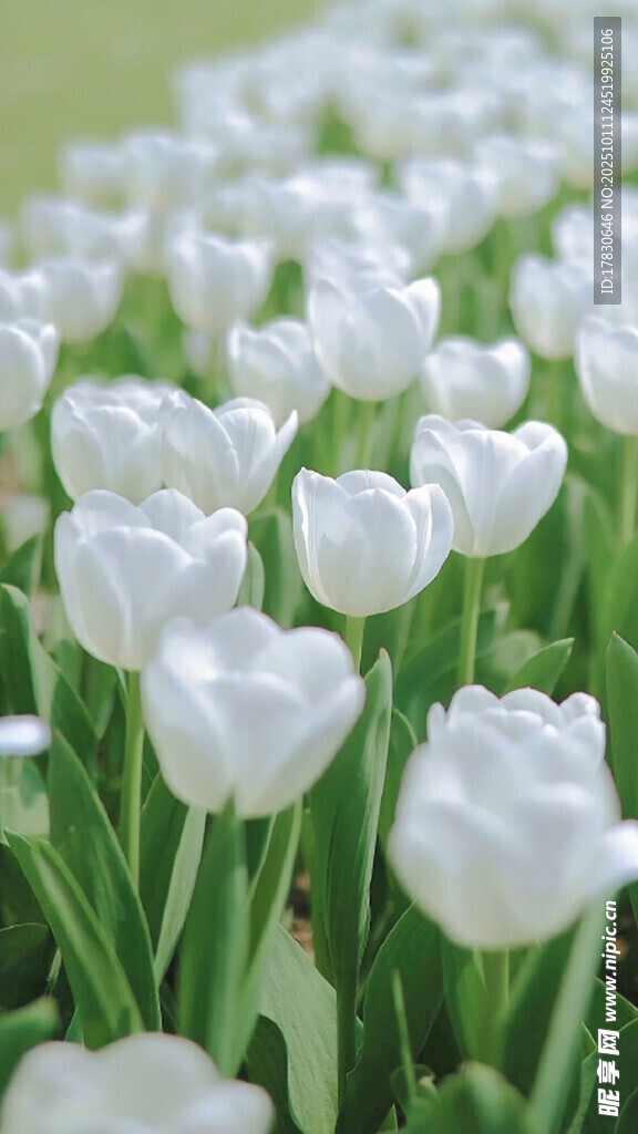 白色郁金香花海
