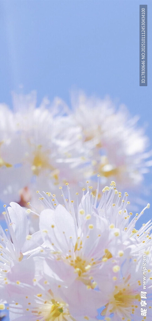 春日繁花蜜蜂采蜜瞬间