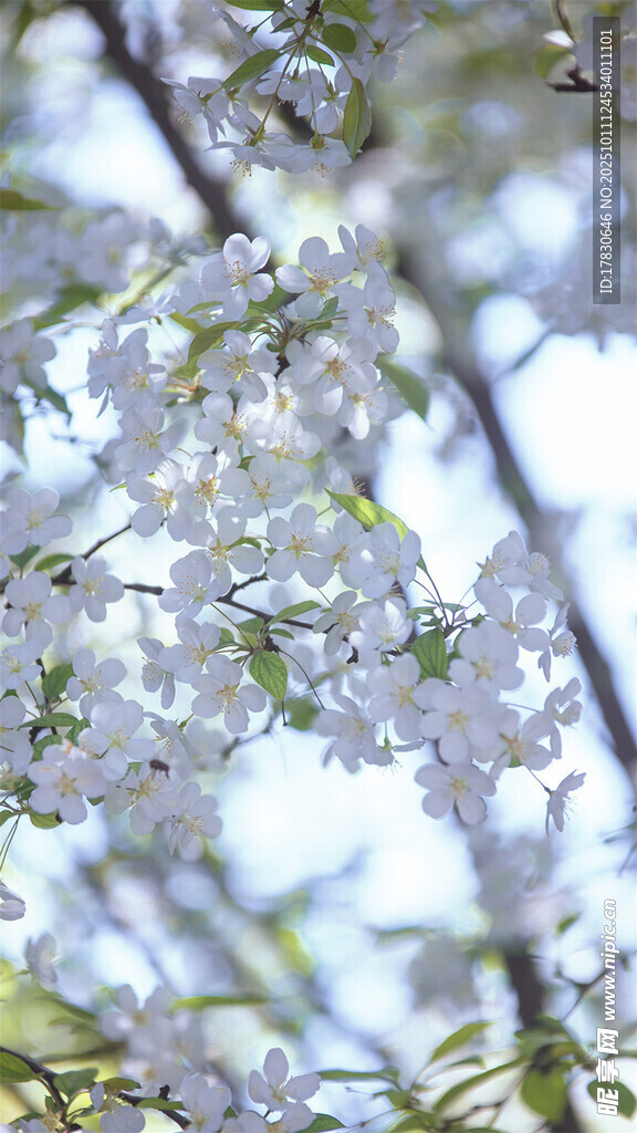 春日烂漫樱花绽放