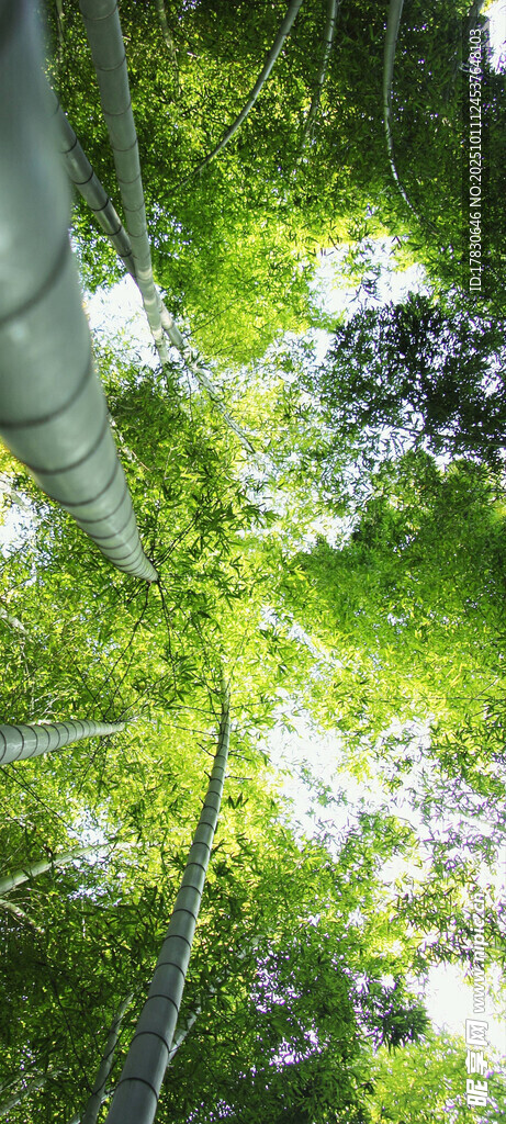 竖版壁纸