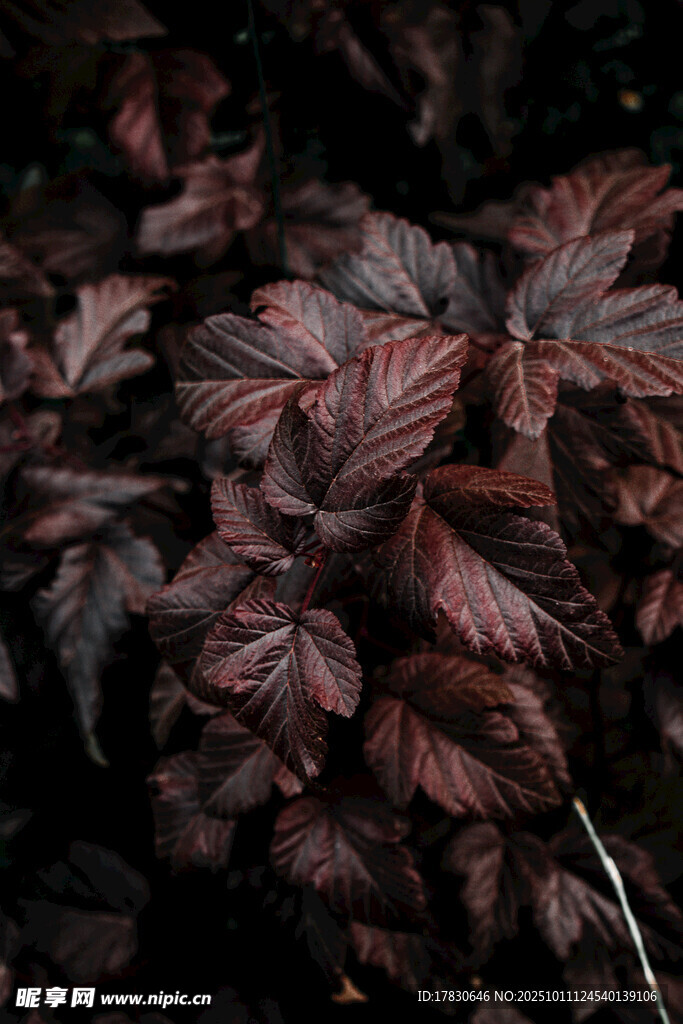 深红叶片植物特写