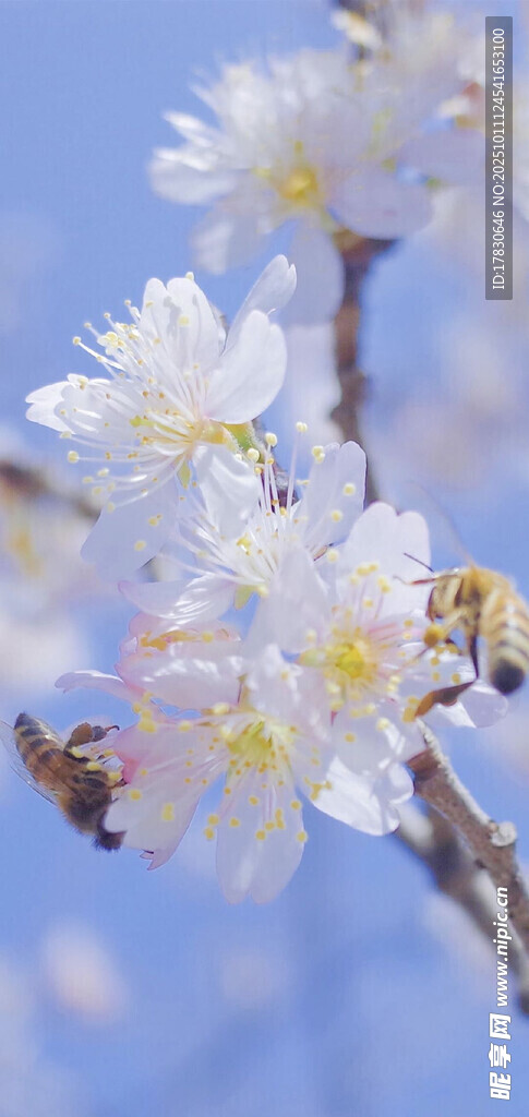 蜜蜂采蜜于绽放的白花间