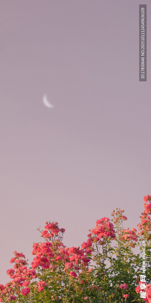 月下繁花