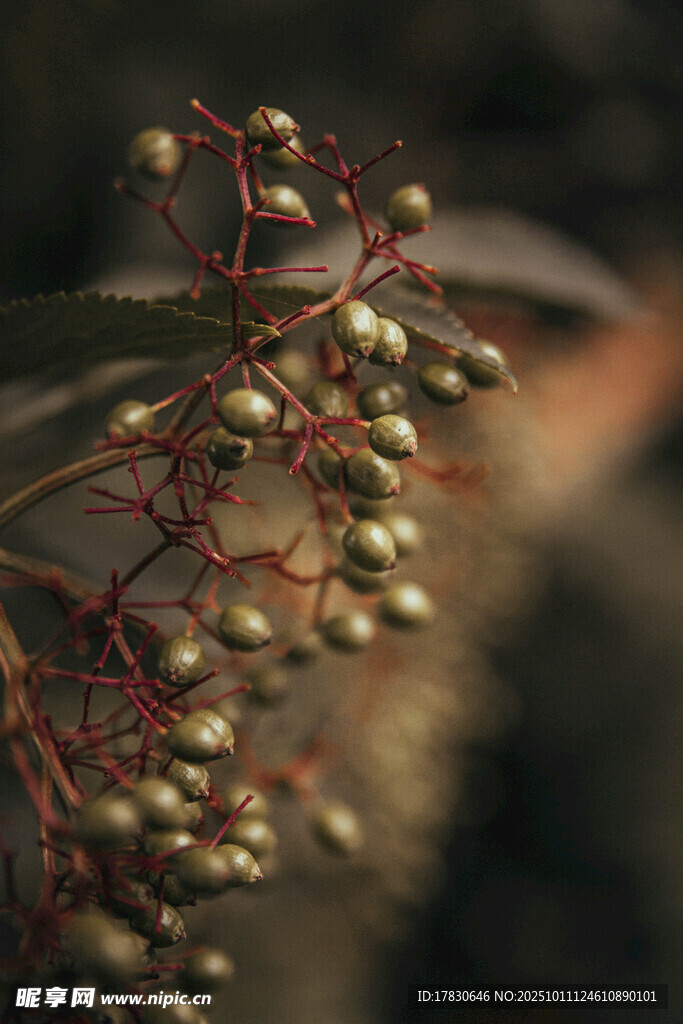 植物果穗特写