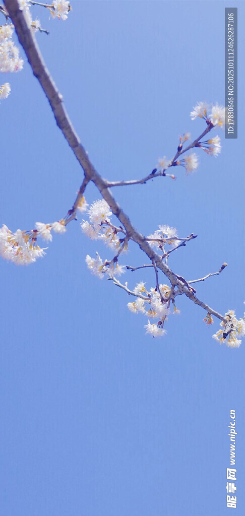 蓝天映衬下的繁花枝头