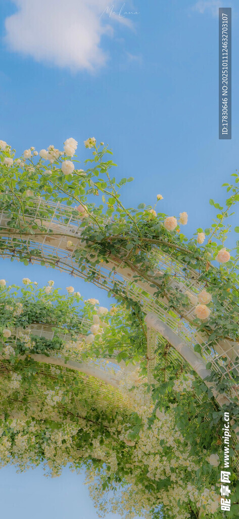 弯曲绿植与蓝天白云