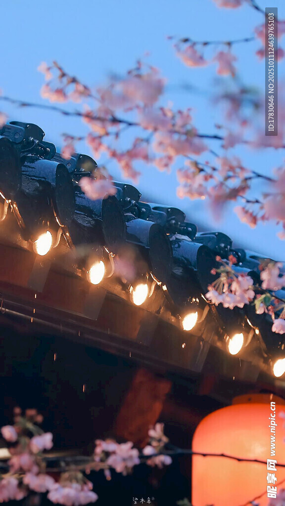 夜幕下的樱花与灯笼美景