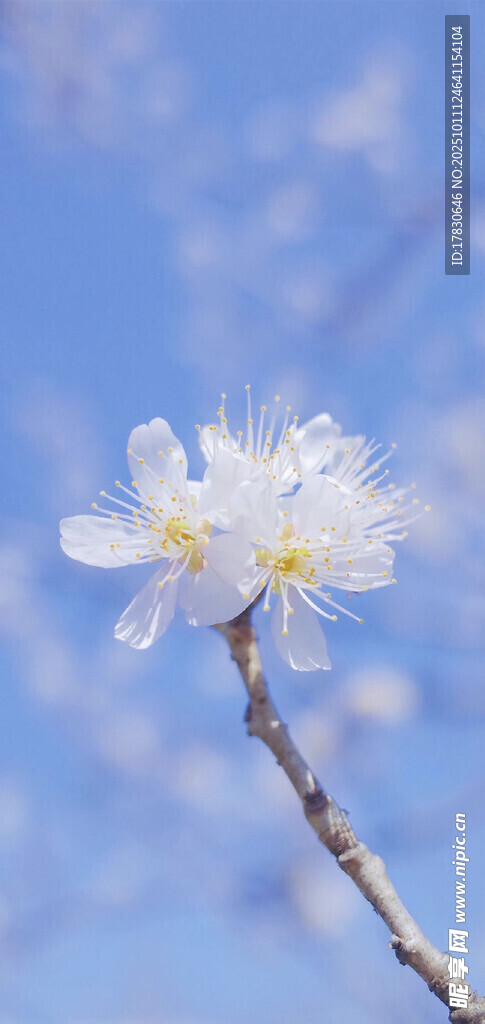 枝头绽放的洁白花朵