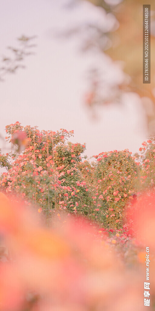 秋日绚烂花丛