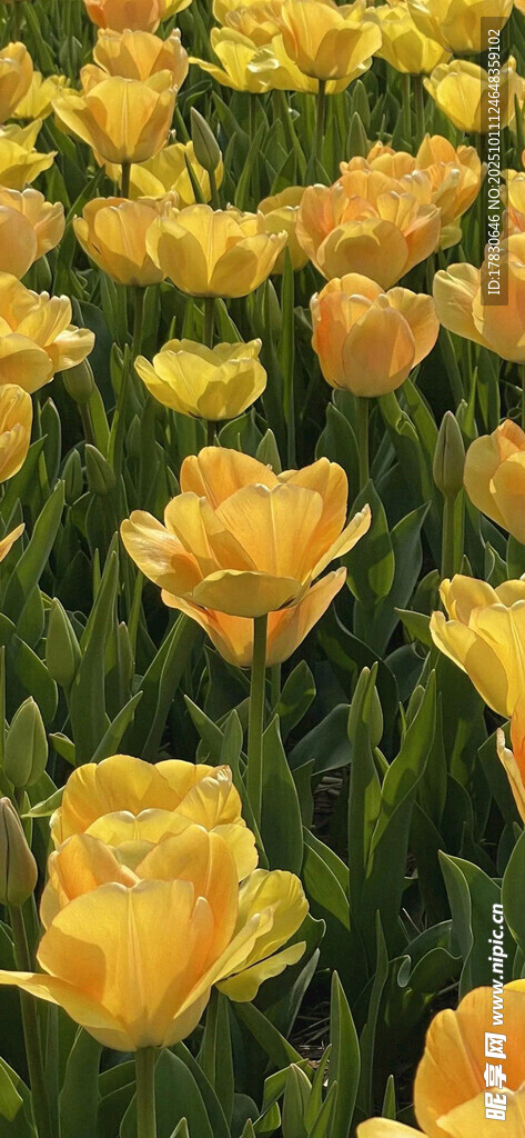 金黄郁金香花海